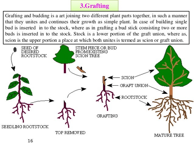 Square one san marco Define asexual propagation budding